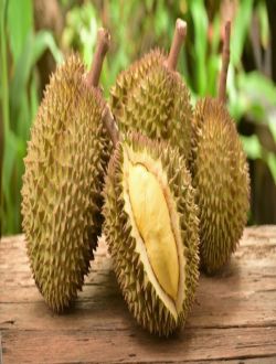 Durian (kq)
